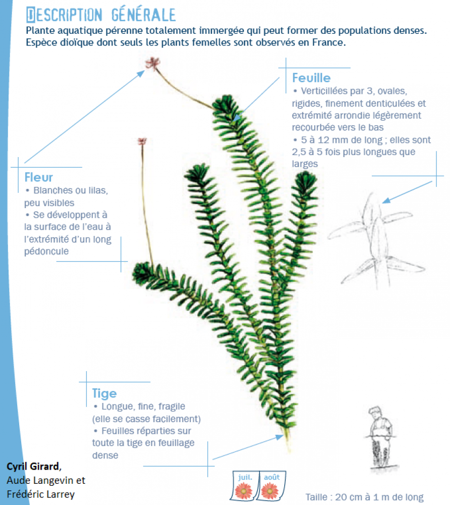 Elodea canadensis Michx., 1803